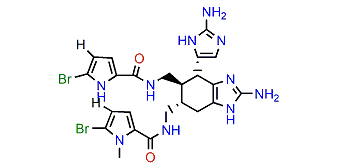 1'N-Methylisoageliferin