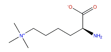 N6,N6,N6-Trimethyl-L-lysine