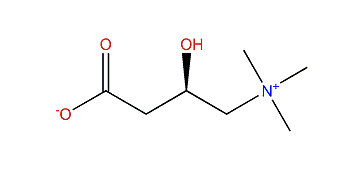 L-Carnitine