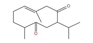 Neocurdione